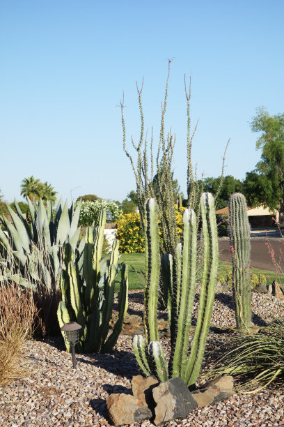 ocotillo
