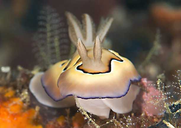 mollusk