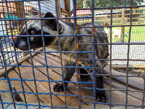 civet