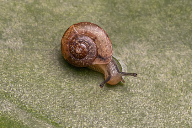 gastropod