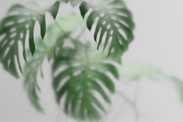 植物朦胧玻璃背景