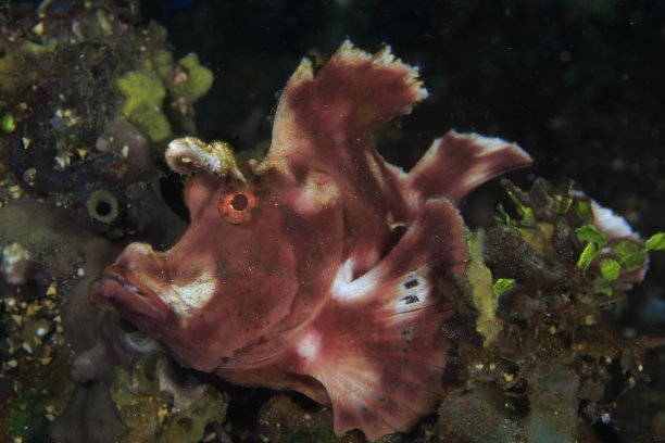 pterois