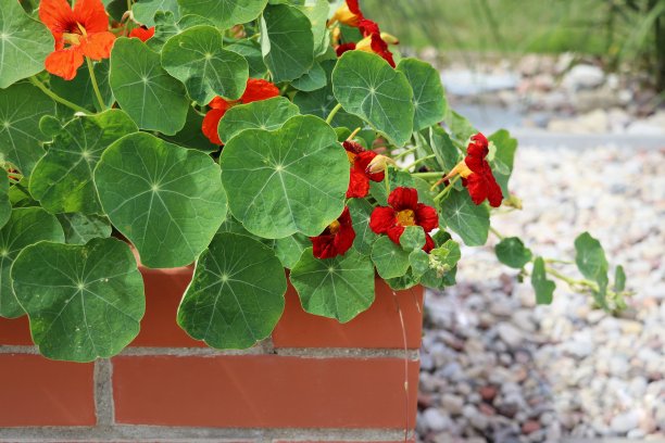 nasturtium