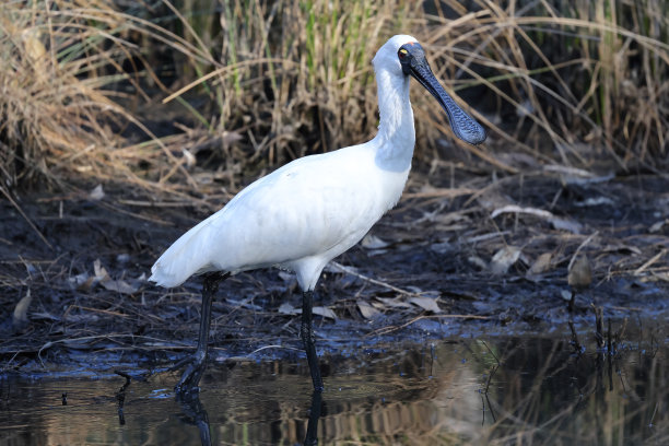 spoonbill