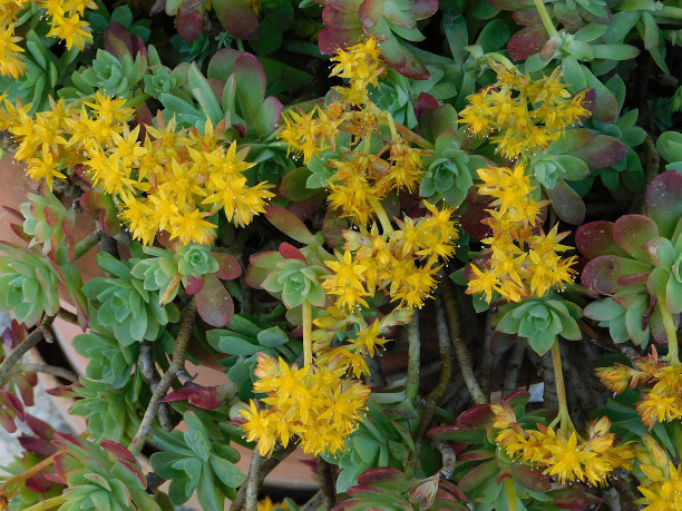 sedum