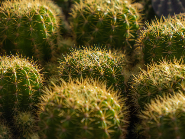 spiked