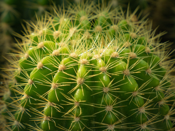spiked