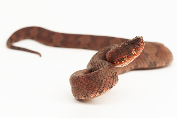 copperhead