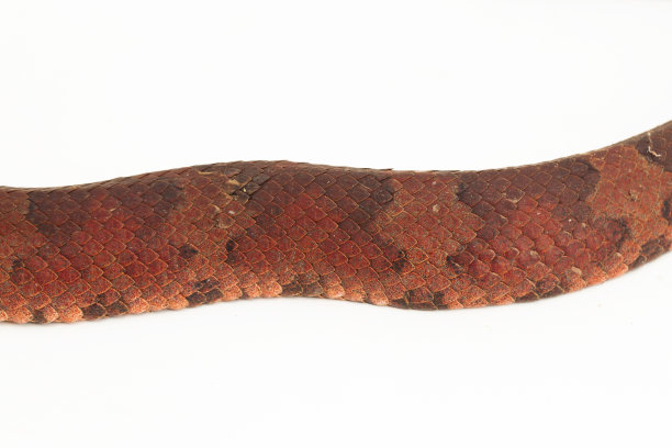 adders