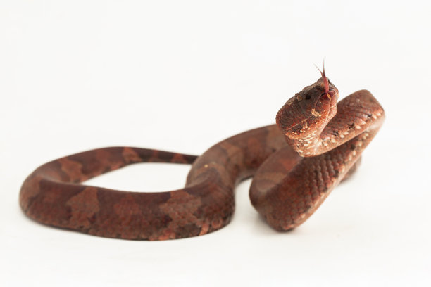 copperhead