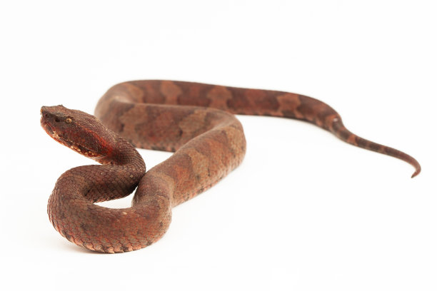 copperhead
