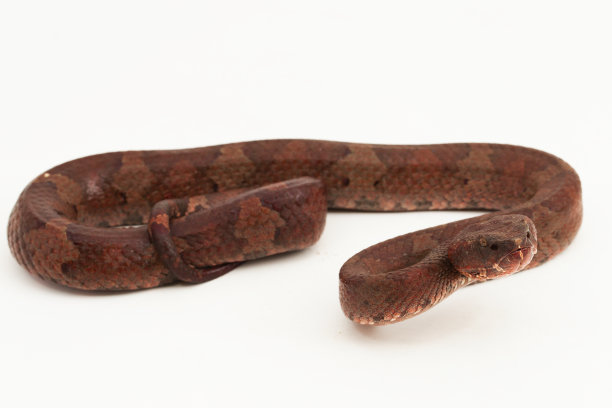 copperhead