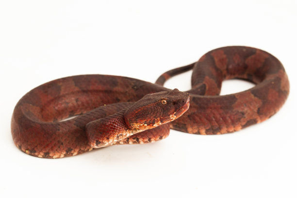 copperhead