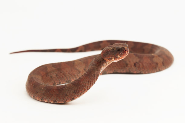 copperhead