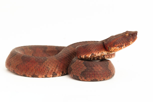 adders