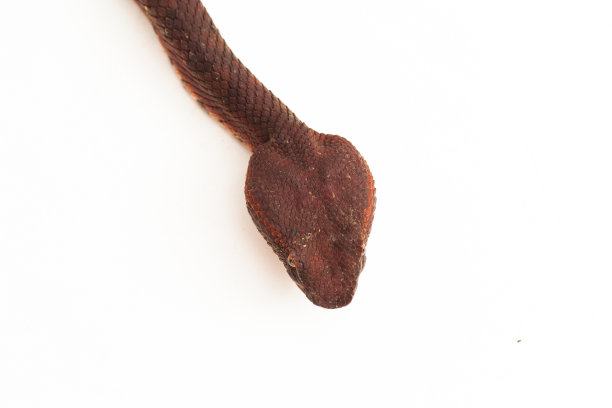 adders