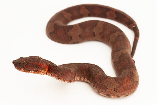 copperhead
