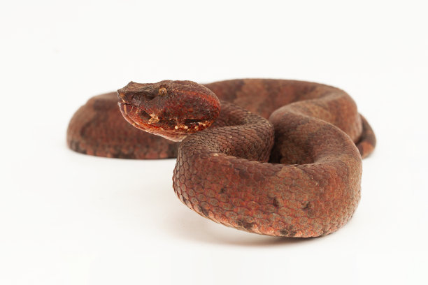 copperhead