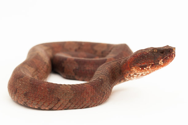 copperhead