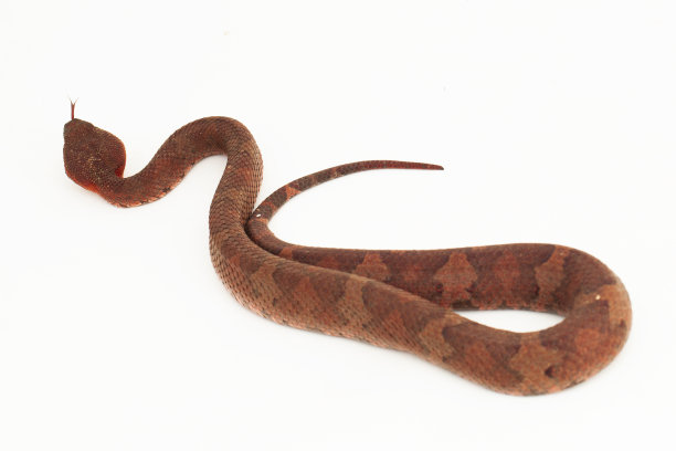 copperhead