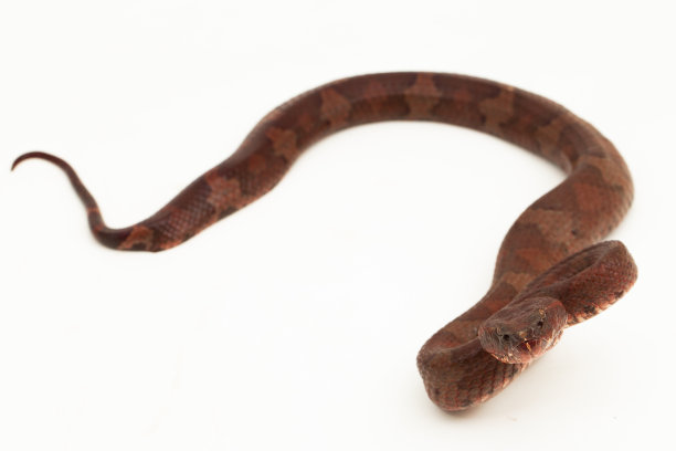 copperhead