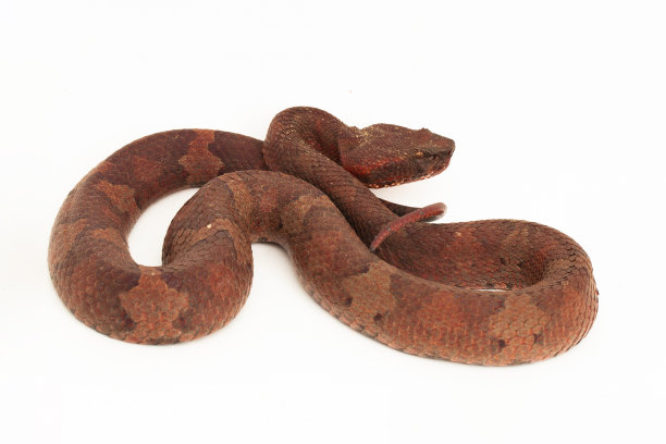 copperhead