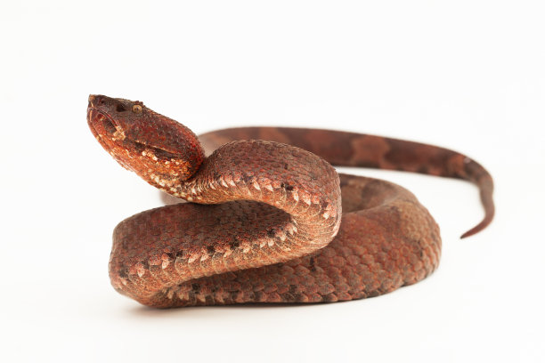 adders