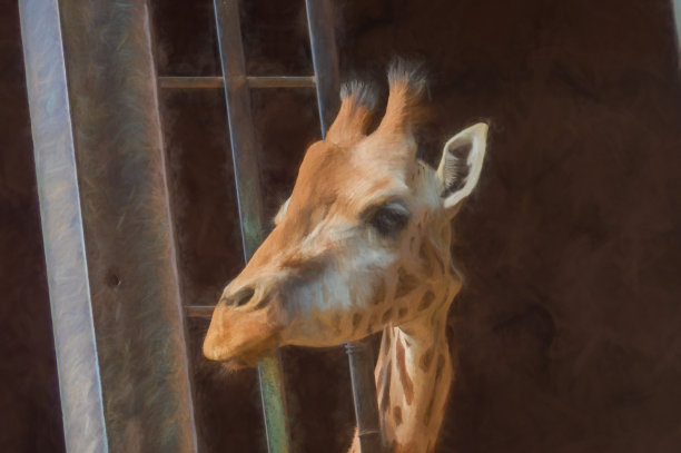 动物园长颈鹿油画效果图