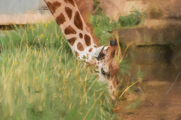 动物园长颈鹿油画效果图