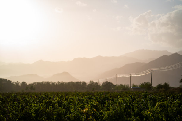 vineyard