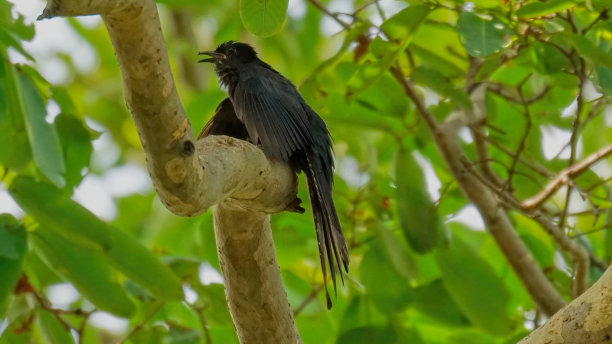 drongo
