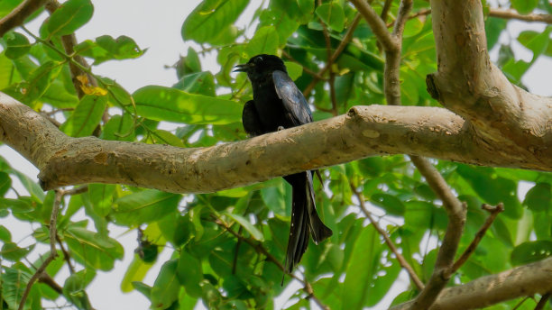 drongo