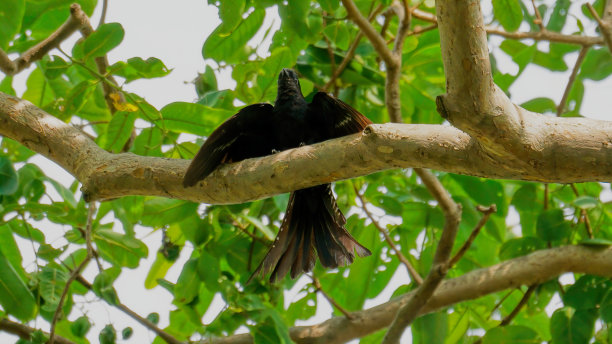 drongo
