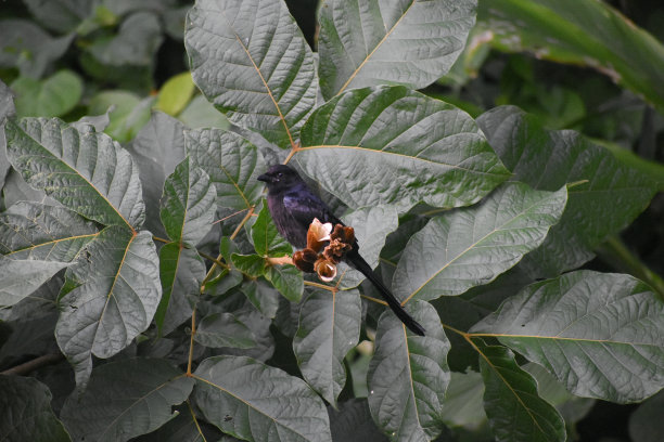 drongo