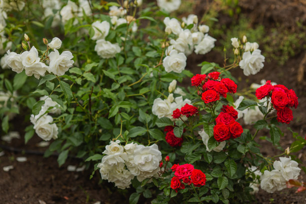 白玫瑰种植