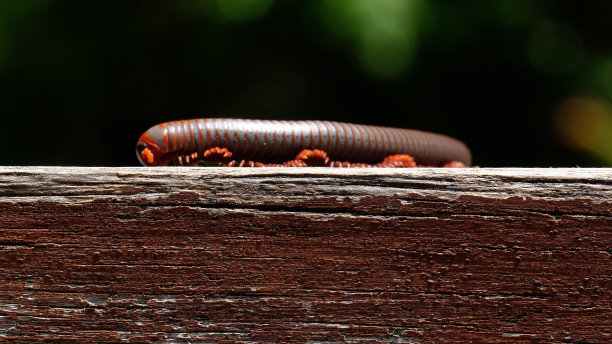 millipede