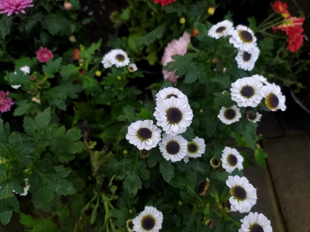 marguerite
