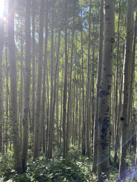 aspen