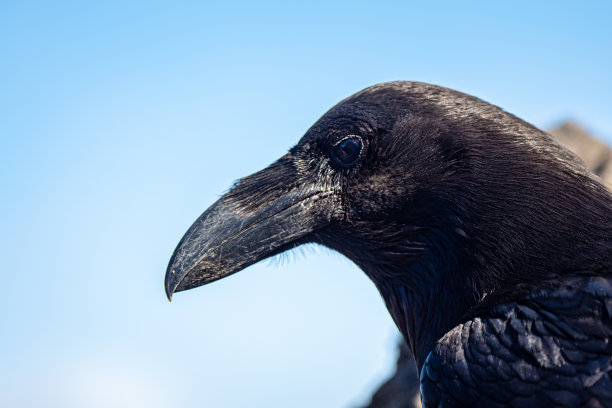 raven