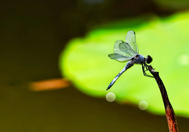 荷花蜻蜓素材背景