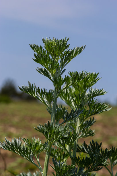 wormwood