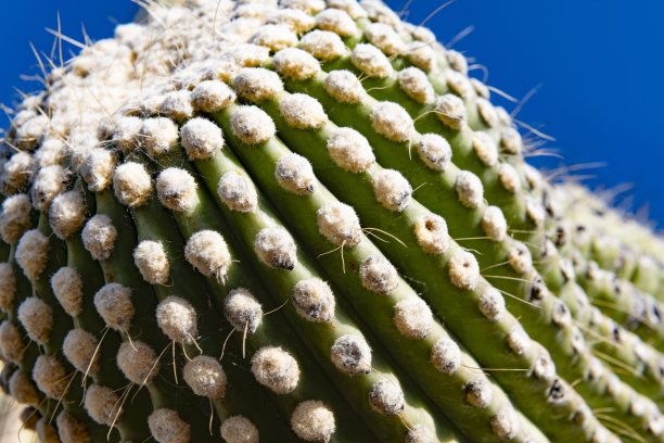 saguaro