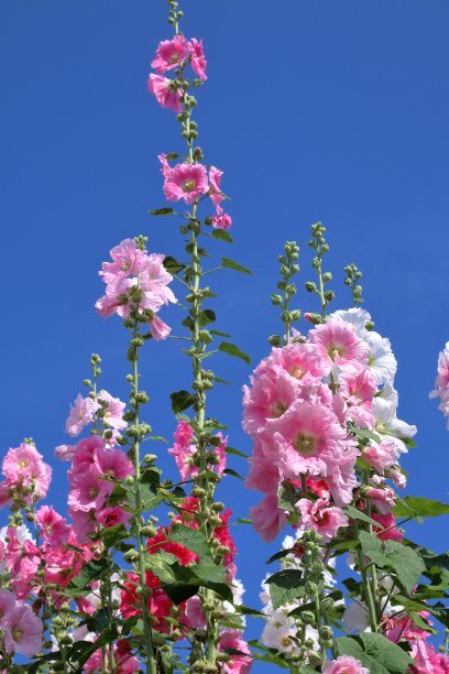 stockrose