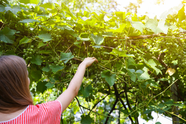 摘葡萄的少女