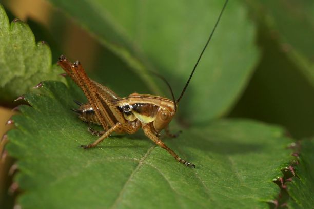katydid