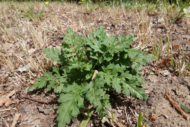 tanacetum