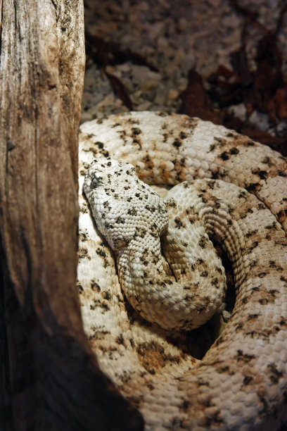 atheris