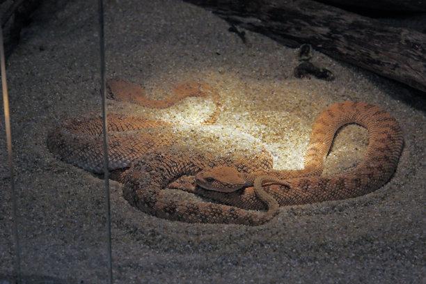 atheris