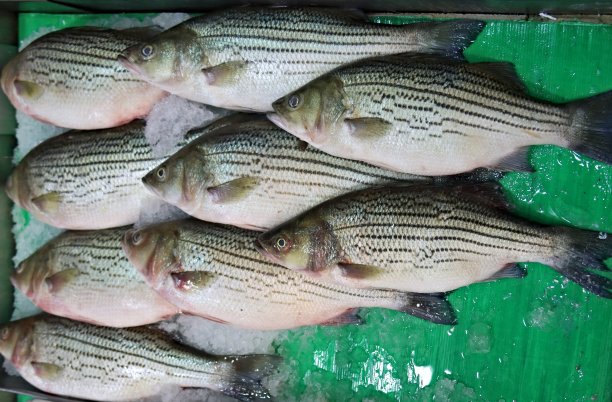 rockfish
