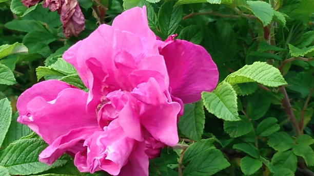 rugosa
